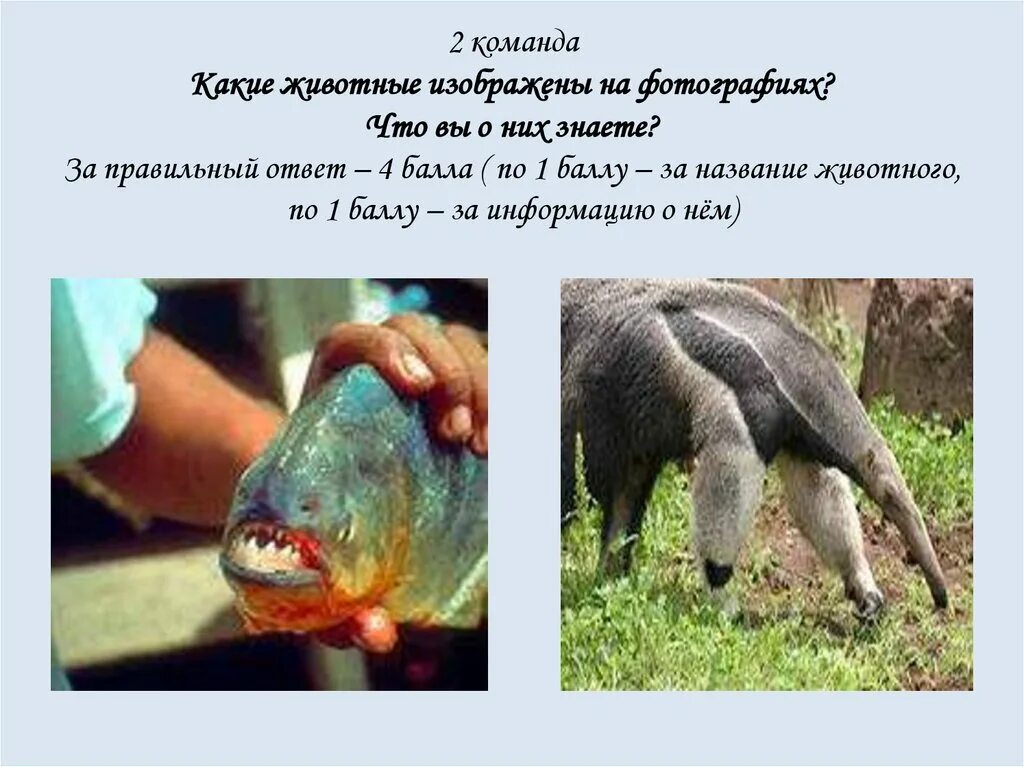 Лиса, волк, заяц, ёж, медведь, белка. В честь какого животного получила название. Кабарга животное описание. 2023 год кого. Козла забьем что значит.