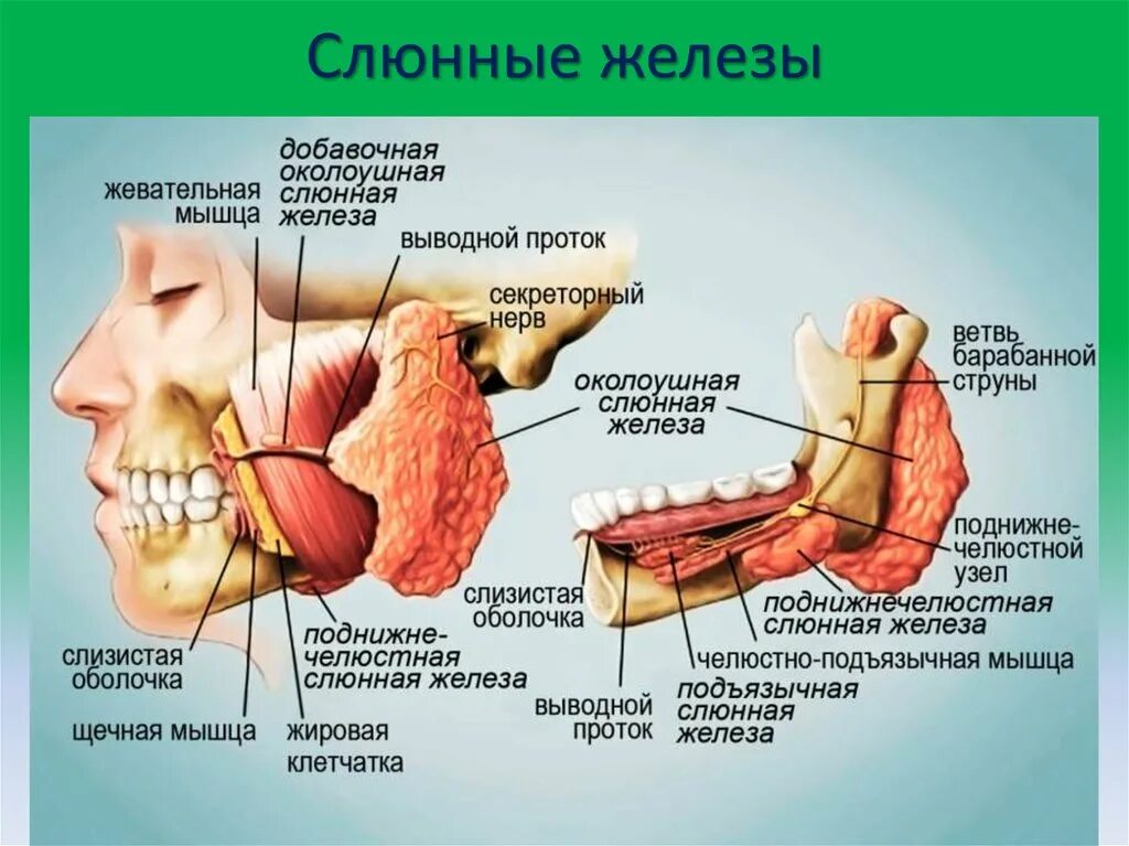 Протоки подчелюстной железы. Мелкие слюнные железы расположение. Слюнные железы анатомия. Слюнные железы строение анатомия. Правая околоушная железа