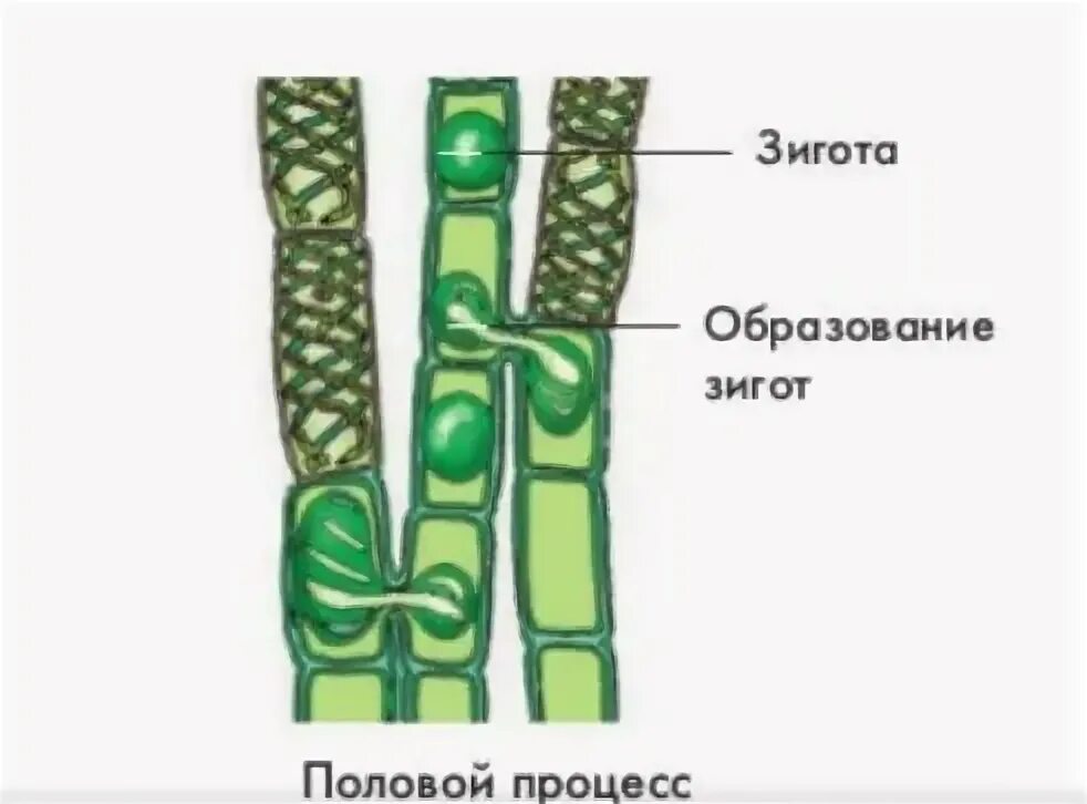 Спирогира половое. Размножение спирогиры конъюгация. Спирогира водоросль размножение. Конъюгация водоросли спирогиры. Половое размножение водорослей спирогира.