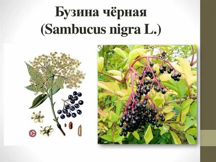 Бузина описание