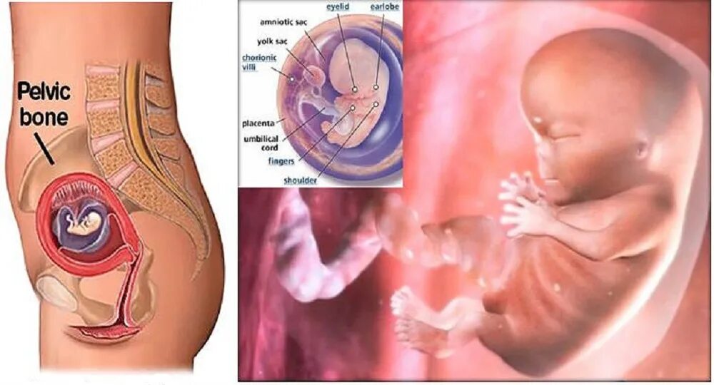 Ребёнок на 9 неделе беременности. Береминаст Девит недел. 9 недель признаки