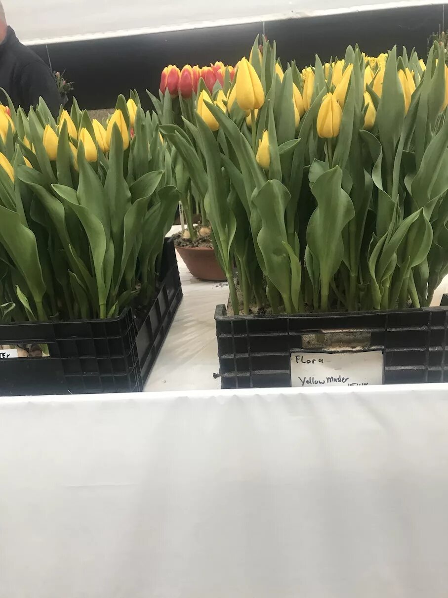 желтые тюльпаны на черном фоне. тюльпан йеллоу мастер. Yellow master. форма тюльпан жёлтая 160х50. тюльпан ментон экзотик.