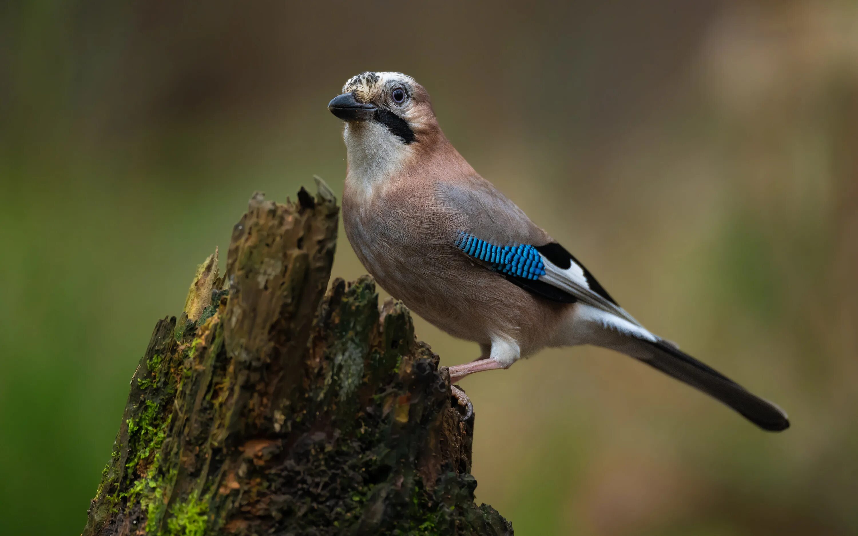 Eurasian Jay. Птица вблизи. Сойка. Птица на пеньке.