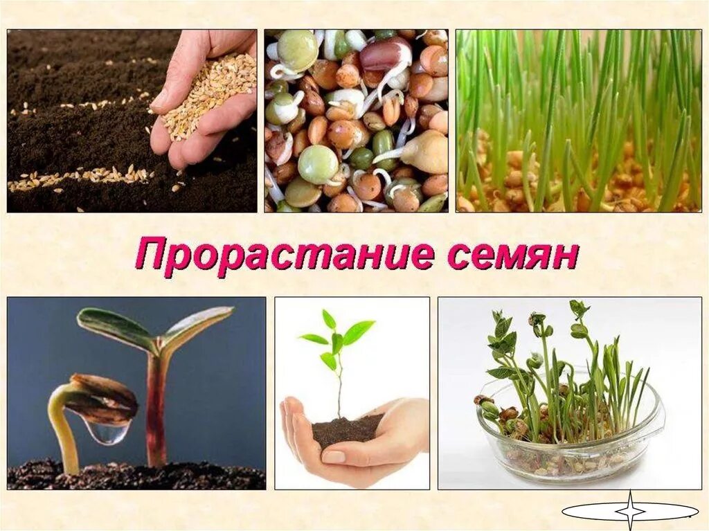 порядок фаз прорастания семян. как ускорить всхожесть семян. оригинальные семена всхожесть. как ускорить всхожесть семян. посев семян глубина заделки семян.