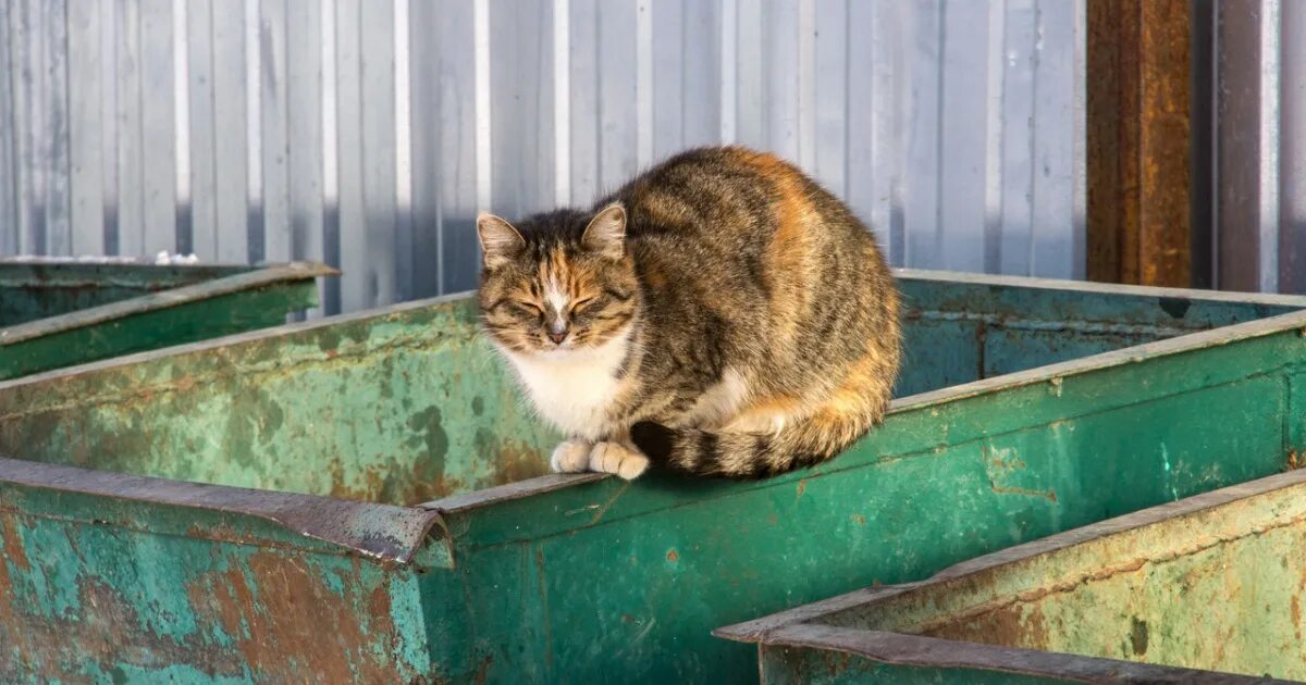 Помойная кошка. Помойная кошка. Помойная кошка. Кошка на помойке. Кошка на помойке.
