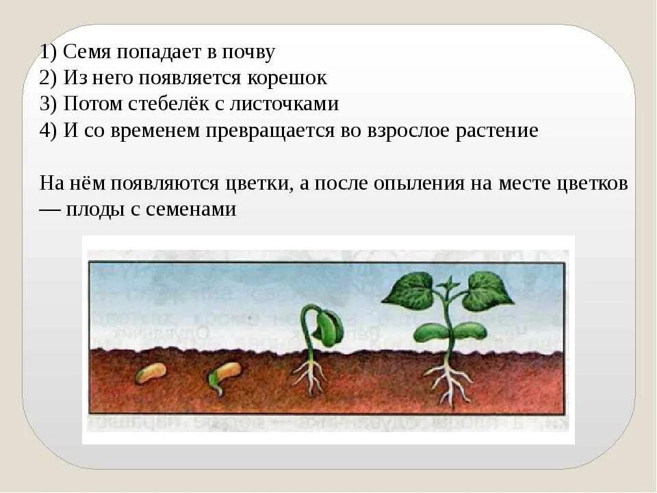 Семенами размножаются ответ. Развитие растений. Размножение и развитие растений. Размножаются и развитие растения. Развитие растений 3 класс.