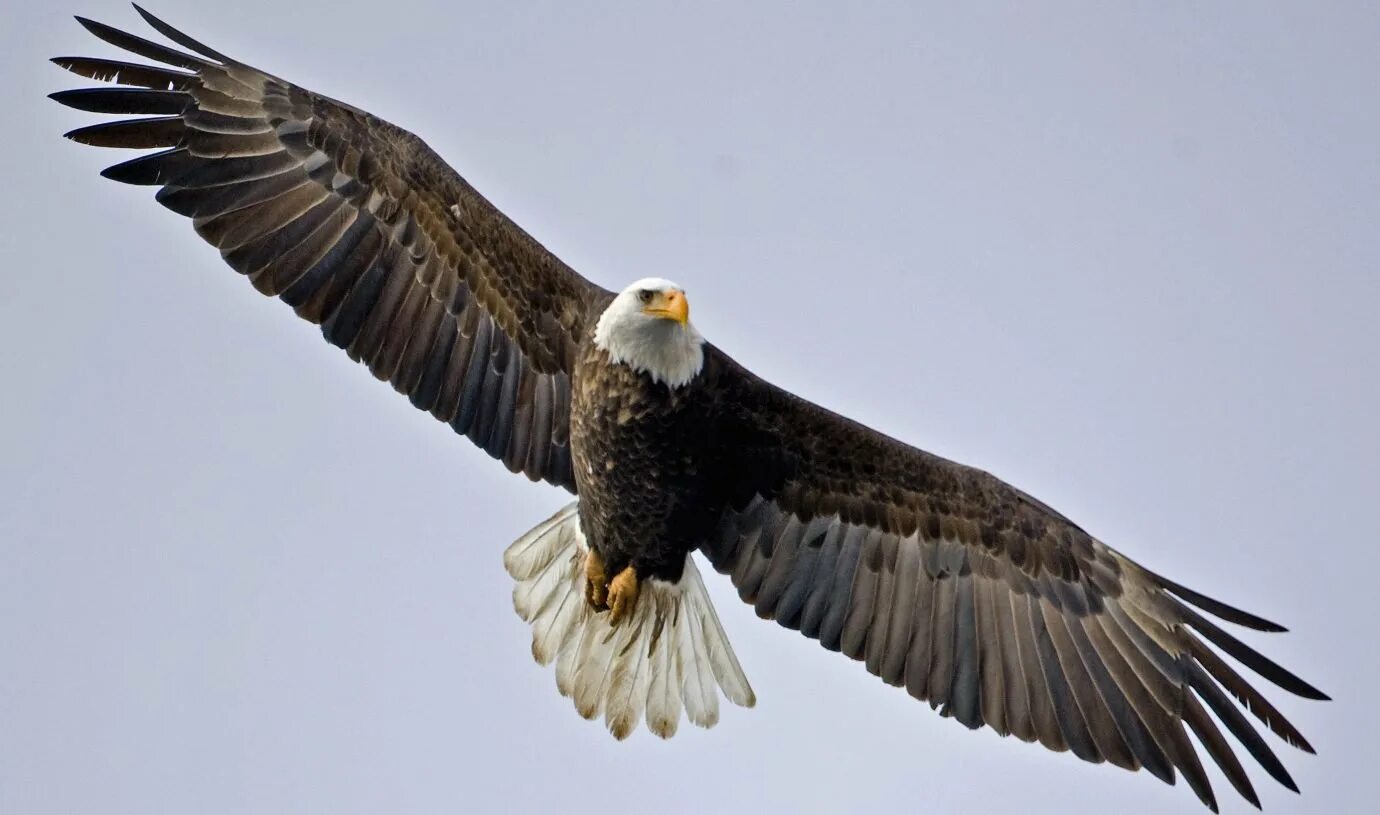 "белоголовый орлан". Орел птица на белом фоне. "белоголовый орлан". Орел белоголовый полный рост. Орел на белом фоне.