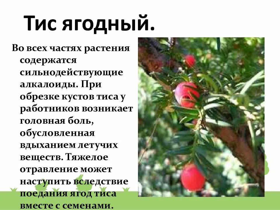 Тис ягодный описание. Тис ягодный красное дерево. Тис с красными ягодами. Тис ягодный какая группа организмов. Тис хвойное дерево.