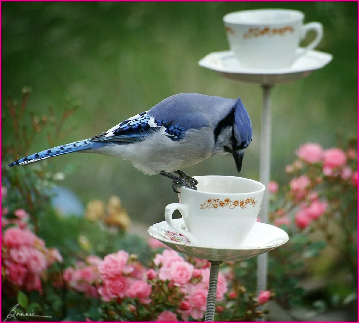 Открытки с птичками с добрым. Утренние птицы. Кофе птица. Доброе утро птички. Чаепитие у птиц.
