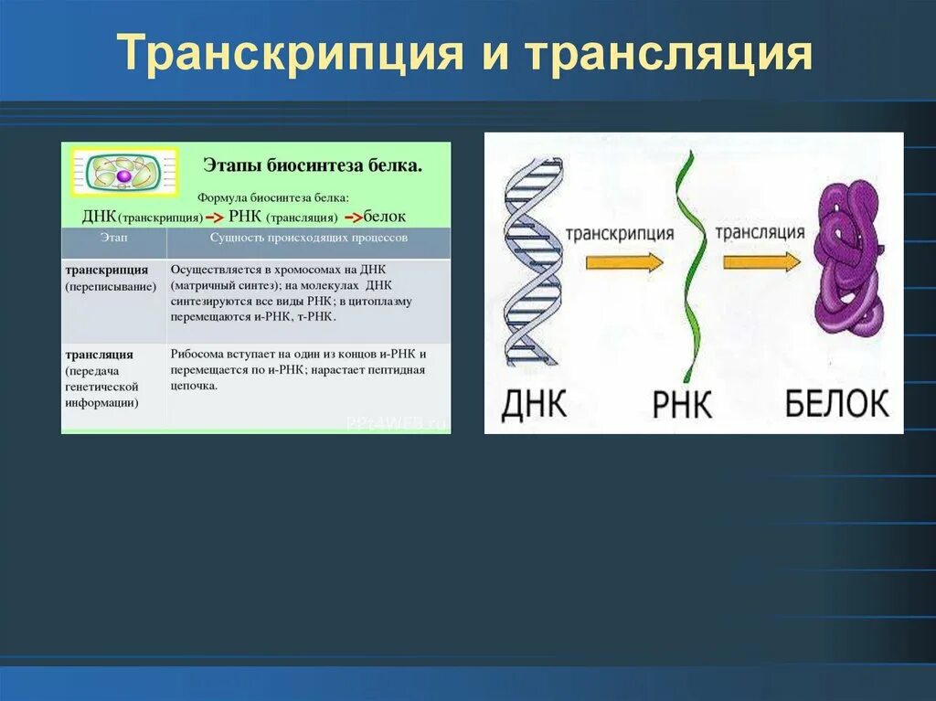 Последовательность транскрипции трансляции. Транскрипция и трансляция РНК. Транскрипция и трансляция ДНК. Процессы транскрипции и трансляции. Транскрипция и трансляция ДНК И РНК.