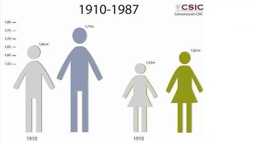 Самый низкий средний высокий рост девушек. Средний рост человека. Рост среднего человека. Средний рост человека мужчины. Рост среднестатистического человека.