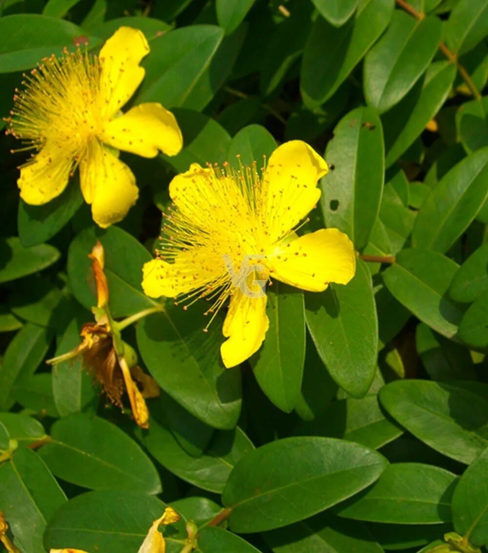 Зверобой кустарник. Зверобой чашечковидный. Зверобой Hypericum calycinum. Зверобой (Hypéricum perforátum). Зверобой декоративный чашечковидный.