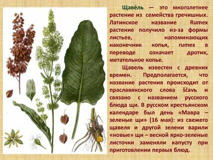 Систематика щавеля