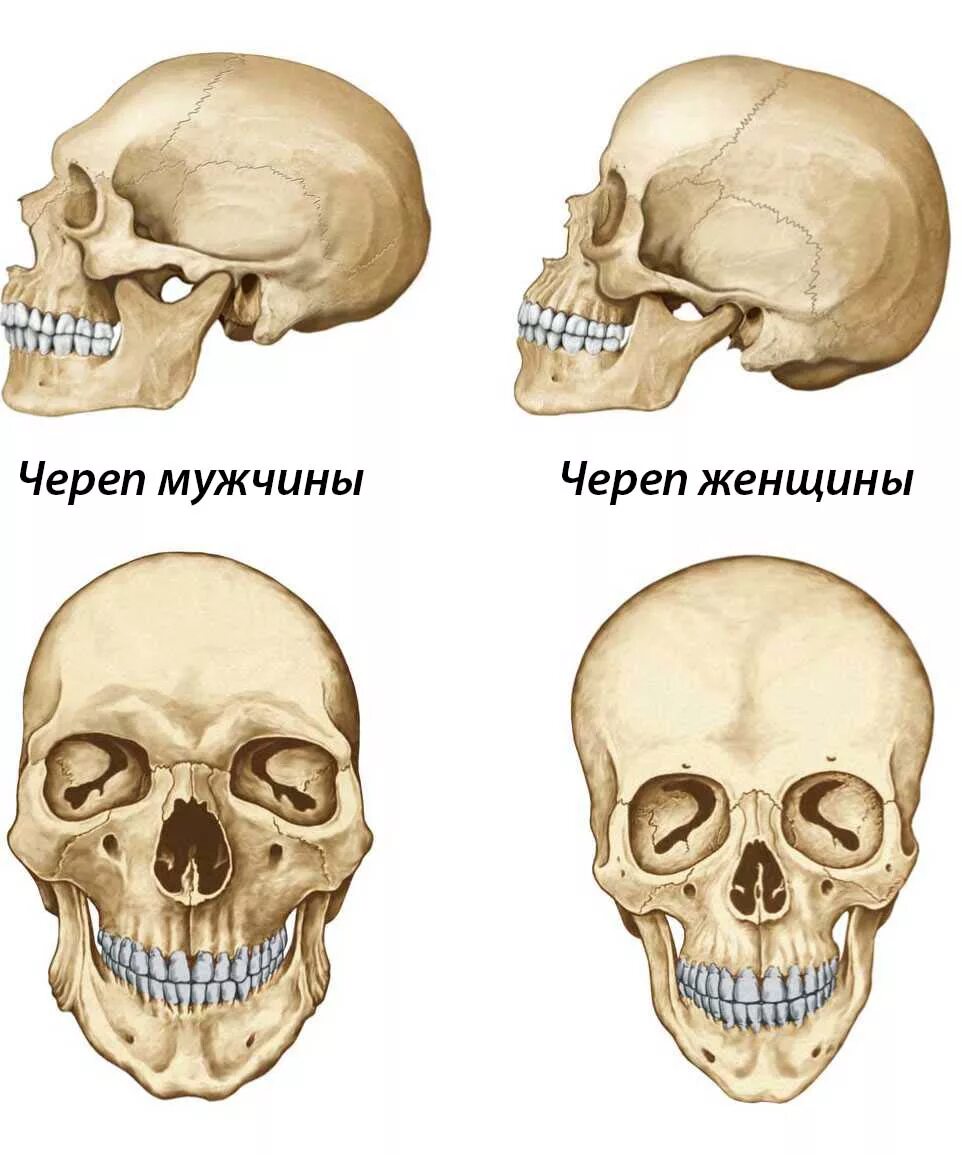 Отличить кость. Различия черепа мужчины и женщины. Отличие мужского черепа от женского.