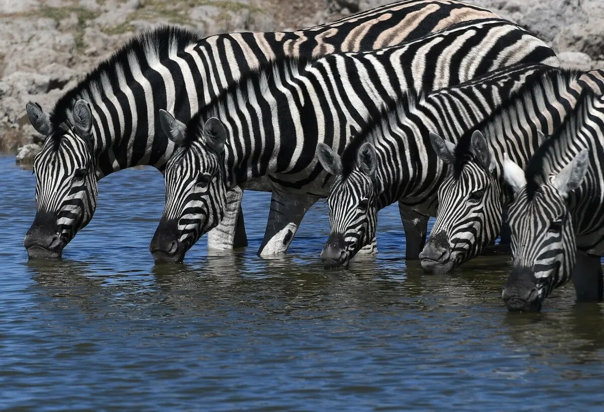 Каждое утро в африке. Большая пятерка в парке Этоша. Африканское утро. Fast Zebras Running. Картинки с добрым утром с животными.