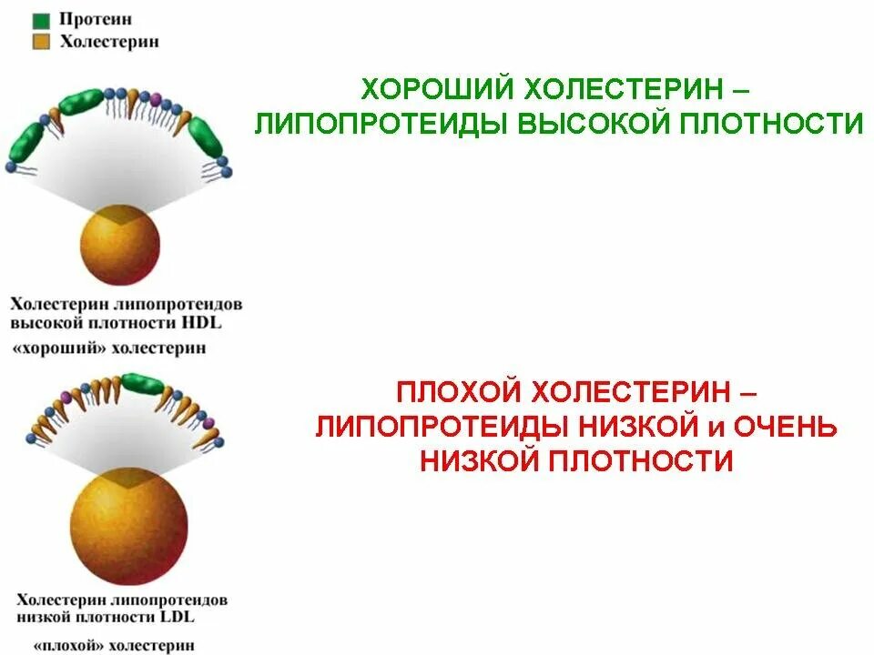 Холестерол не лпвп повышен. Плохой и хороший холестерин. Хороший холестерин. Хорошие и плохие липопротеиды. Липопротеиды высокой плотности.