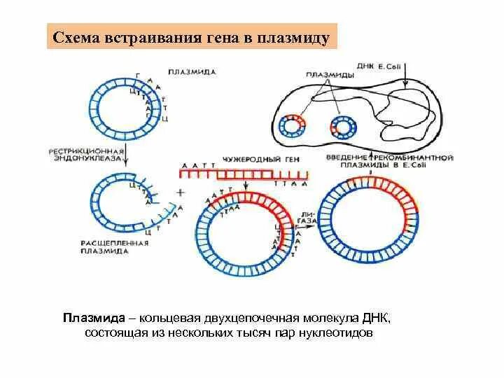 Плазмиды биотехнология. Метод рекомбинантных плазмид схема. Схема встраивания Гена в плазмиду. Плазмида Кольцевая ДНК. Встраивание Гена в клетку.