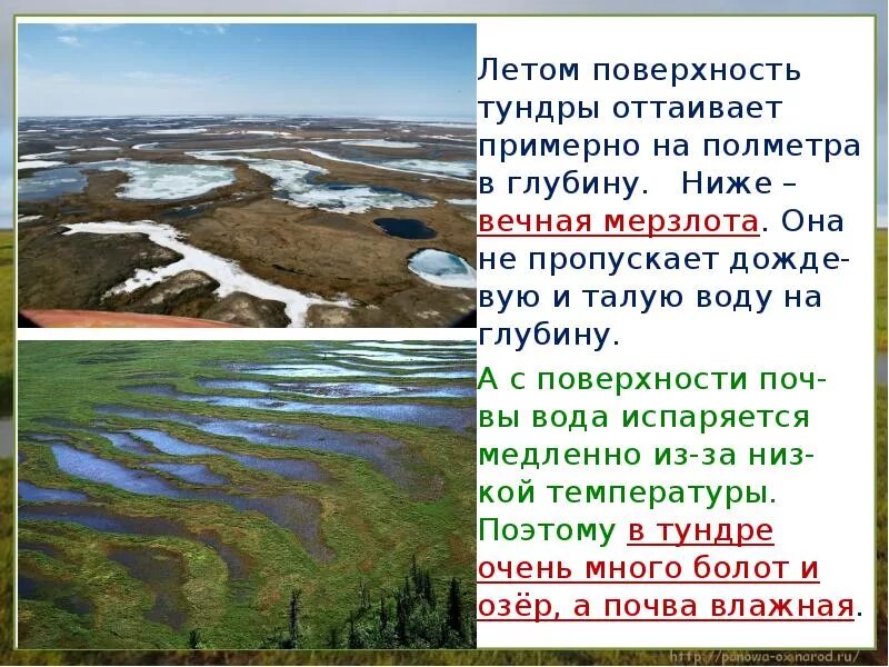 Характер теплового режима тундры. Поверхность тундры. Воды тундры. Внутренние воды тундры в России. Озера в тундре России.