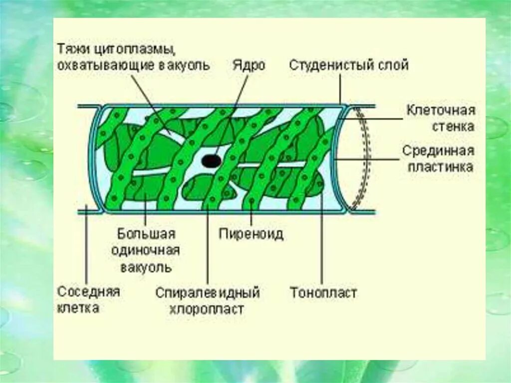 Строение клетки спирогиры. Спирогира водоросль строение. Строение спирогиры клетка клетка. Строение клетки водоросли спирогира.