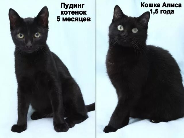 Как отличить черную. Черная кошка Алиса. Взрослая черная кошка. Кот до после взросления. Покажи черного кота.