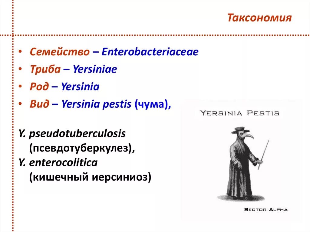 Yersinia pestis таксономия. Yersinia enterocolitica таксономия. Чума таксономия возбудителя. Иерсинии таксономия микробиология.