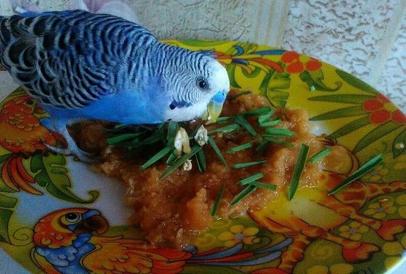 Еда для попугаев. Еда для попугаев волнистых. Попугай домашний еда. Овощи для волнистых попугаев. Чем кормить попугаев кроме корма