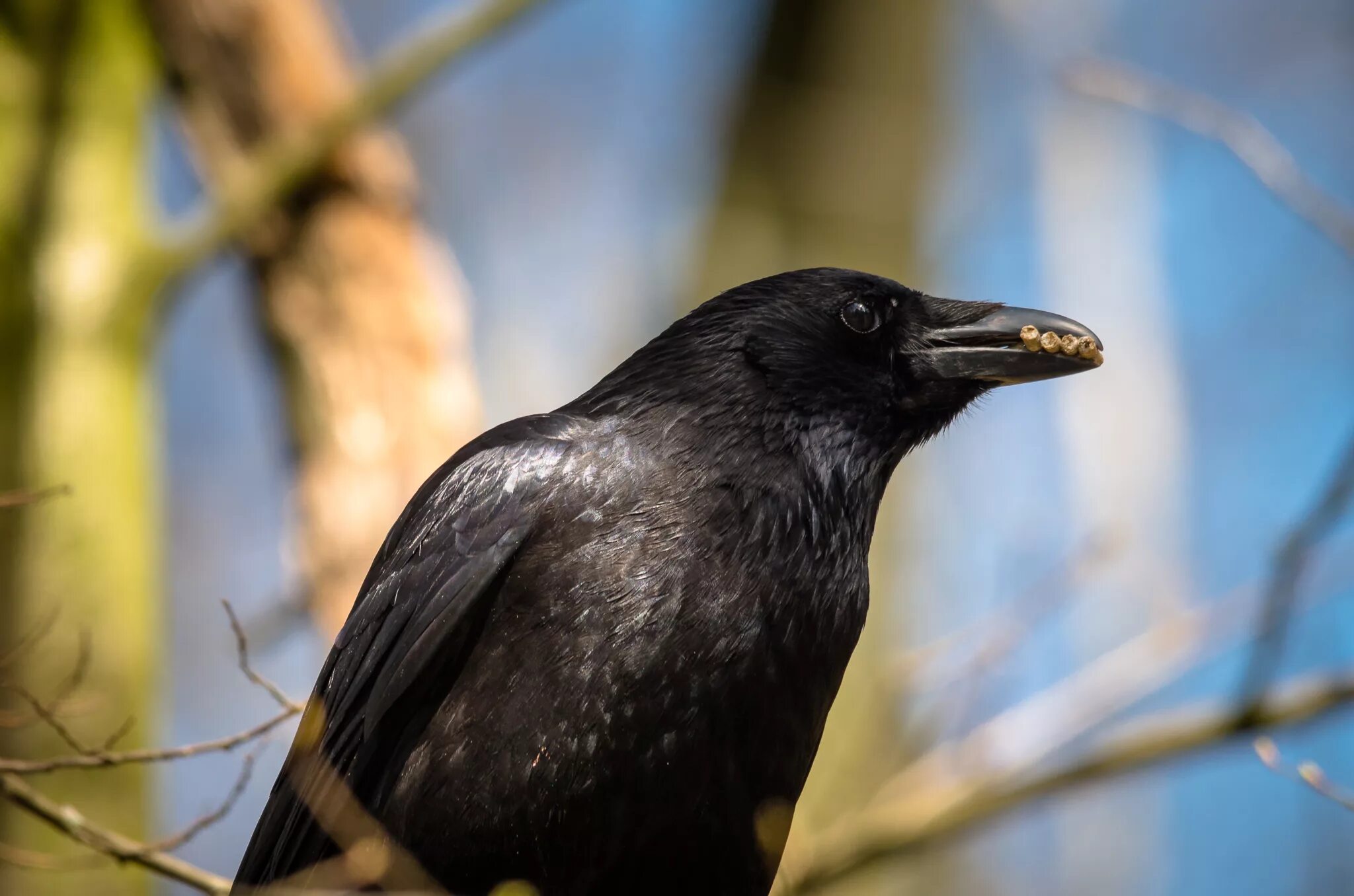 Ворон и ворона клюв. Corvus brachyrhynchos. Самка ворона. Новокаледонский ворон. Ошейниковый ворон.