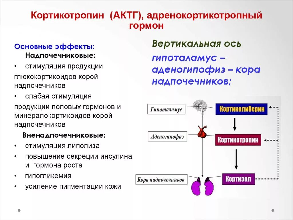 Влияние гормонов на развитие. АКТГ гормон клетки мишени. Укажите механизм действия кортикотропного гормона:. Адренокортикотропный гормон механизм действия. Механизм действия гормонов щитовидной железы на клетки мишени.