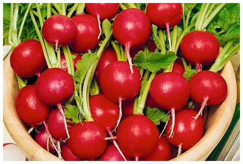 редис меркадо. редис сорт заря. редис софит. редис лиман (2г). редис снежок.