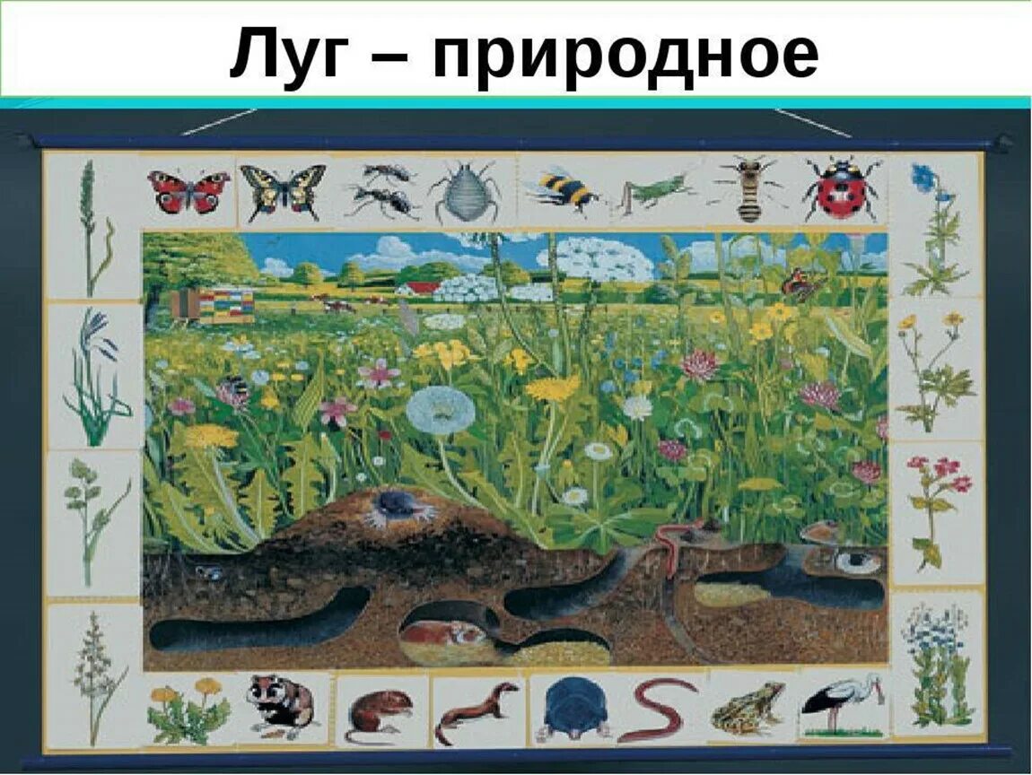 Видео природные сообщества 5 класс биология. Природное сообщество луг. Природные сообщества для дошкольников. Обитатели природных сообществ. Дег природное сообщество.