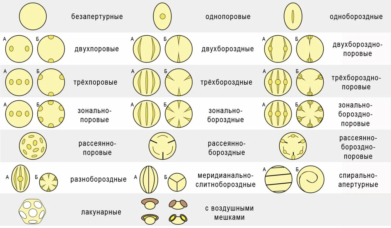 Пыльца растений является. Строение пыльцевого зерна. Пыльцевые зерна растений атлас. Строение пыльцевого зерна у растений. Типы пыльцевых зерен.