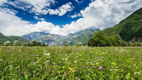 Заняв луга и горы