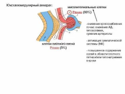 Юга почек