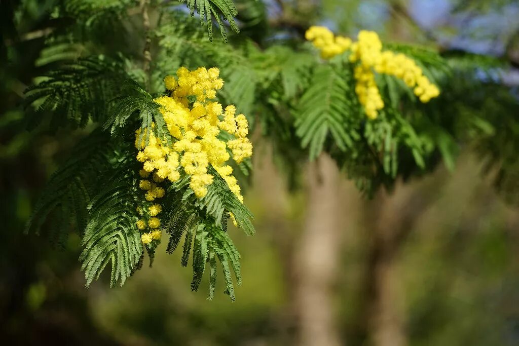 Акация Мимоза. Акация Мимоза дерево. Акация серебристая (Acacia dealbata). Мимоза Акация серебристая дерево. Сколько цветет мимоза