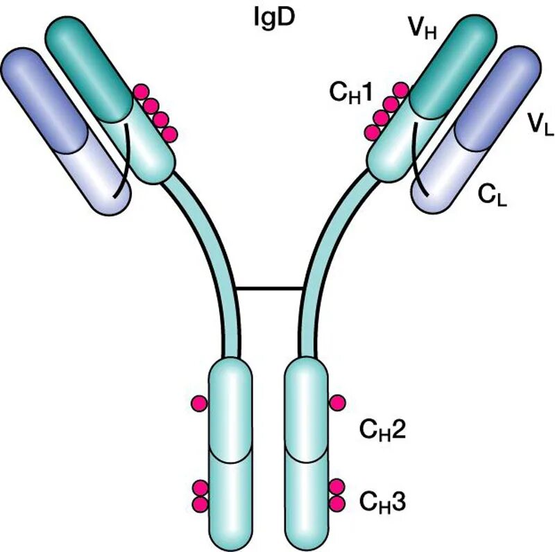 Иммуноглобулин ig. Структура иммуноглобулина d. Иммуноглобулин d строение. IGD строение иммуноглобулина. Иммуноглобулин д структура.