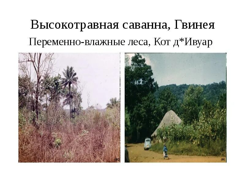 Переменно влажные леса температура января и июля. Температура в переменно влажных лесах. осадки в переменно влажных лесах. переменно влажные леса климат. осадки в переменно влажных лесах австралии.