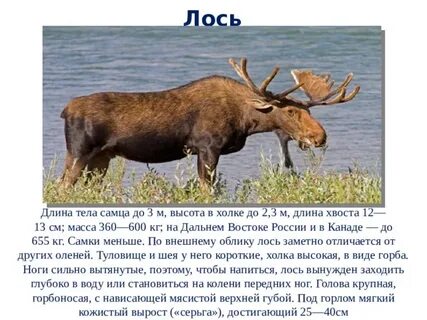 Вес лося взрослого в среднем
