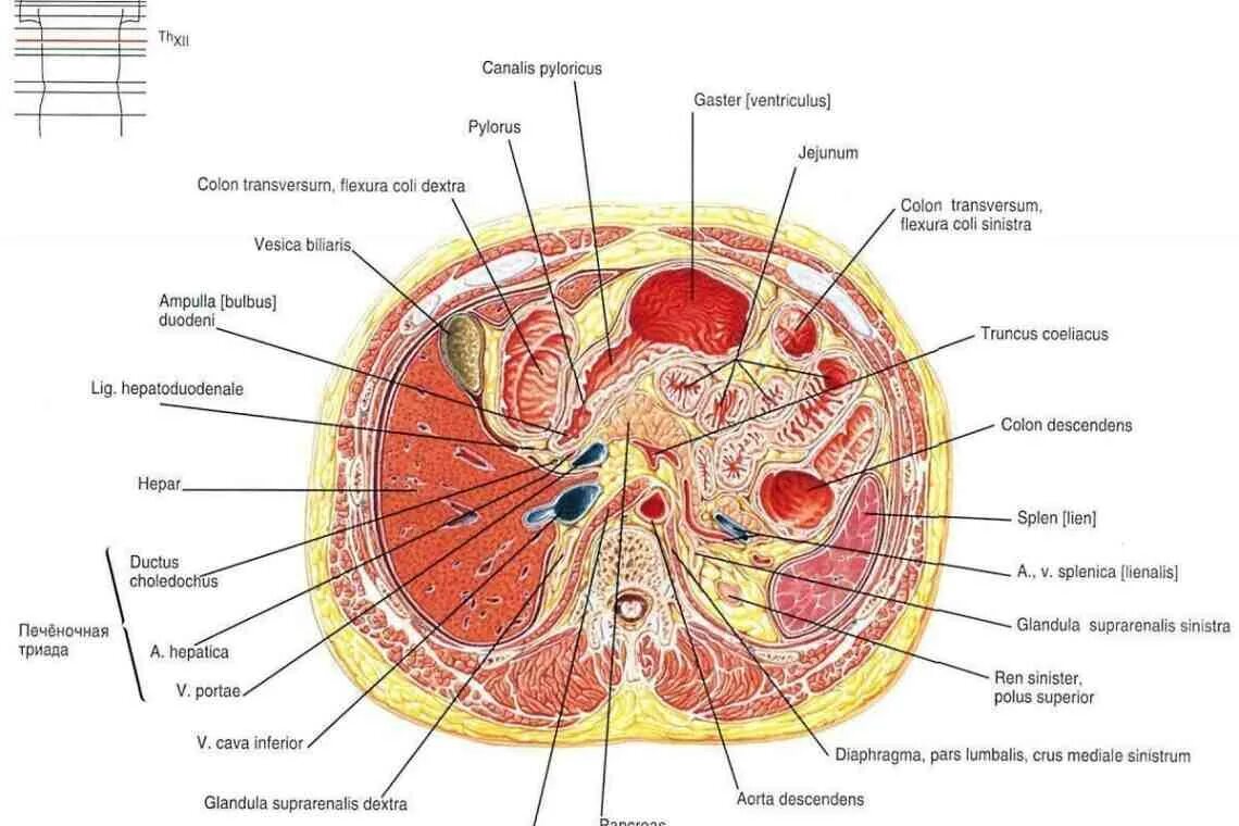 Топографические срезы. Поперечный распил шеи топографическая анатомия. Поперечный срез шеи топографическая анатомия. Поперечный срез брюшной полости. Поперечные срезы топографическая анатомия.