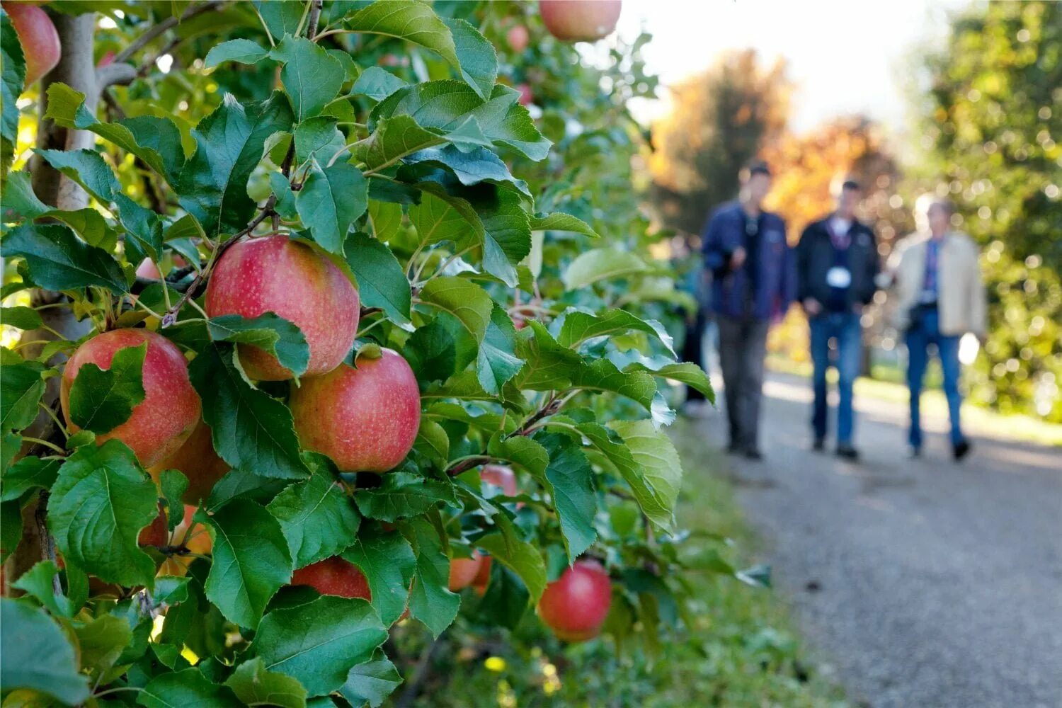 В саду где растут яблоки. Выращивание яблок. Выращивать яблони в Италии сады. Яблоки Италия. Возделывание яблочного сада.