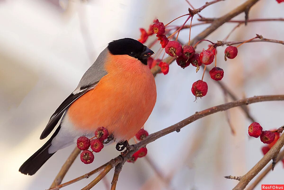снежок порхает кружится. снегири как розовые яблоки. рисование снегиря в средней группе. красногрудый снегирь зимняя птица. рисование снегирей в средней группе занятие.