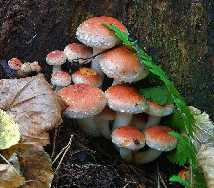 Photo : Hypholome couleur de brique (Hypholoma lateritium)