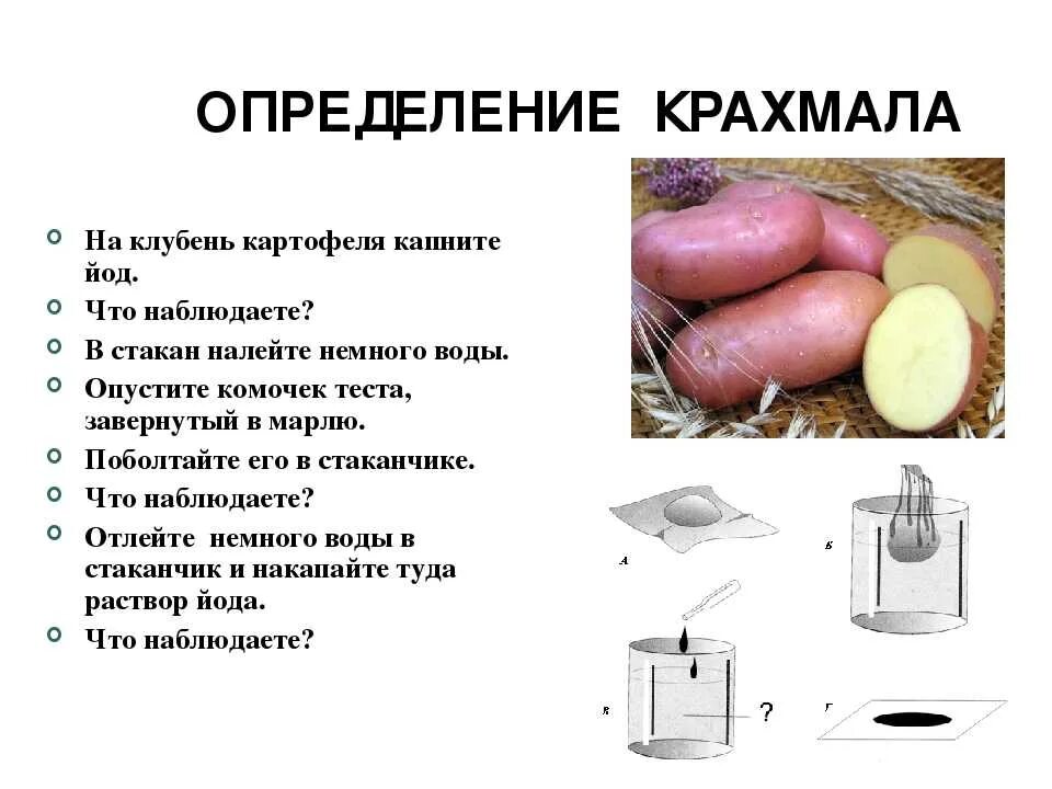 Обнаружение крахмала в картофеле. Опыт обнаружение крахмала в картофеле. Выявление крахмала в картофеле. Крахмал определение. Крахмал можно обнаружить