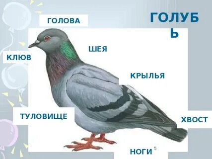 Строение хвоста голубя