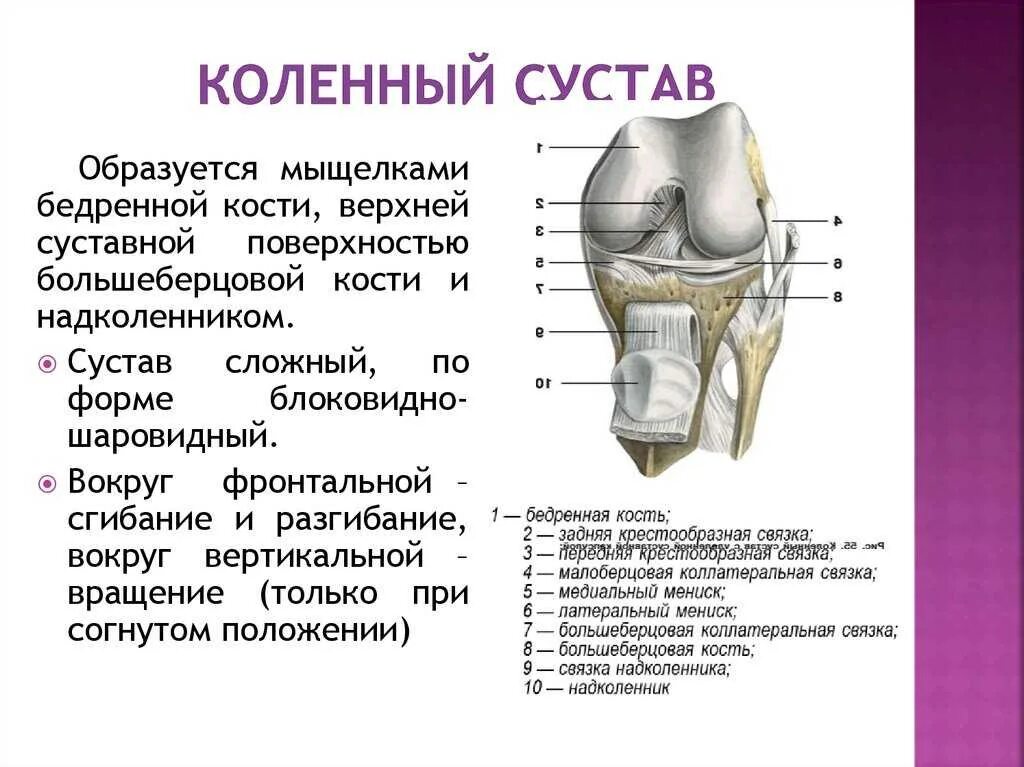 Функции строение и виды суставов