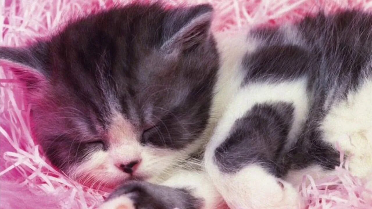 Включи про маленького котенка. Красивые котята. Очень маленькие котята. Милые котята в коробке. Приключения маленького котенка.