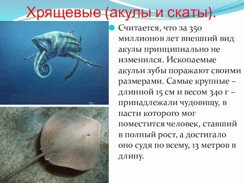 Признаки акул и скатов по группам. Класс хрящевые акулы. сообщение акулы скаты.