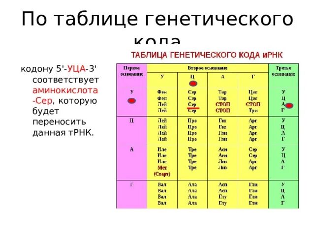 Из днк в ирнк таблица. Таблица генетического кода ТРНК. Таблица генетического кода ИРНК 5 -3. Таблица ген кода ИРНК. Таблица генетического кода ТРНК на ИРНК.