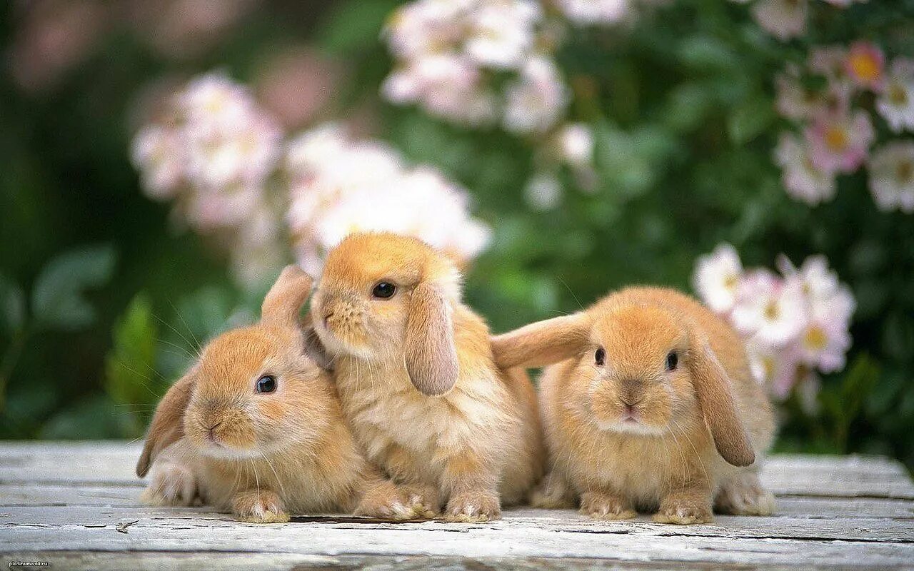 Happy hare. Милые кролики. Маленькие кролики. Милые зайчики.