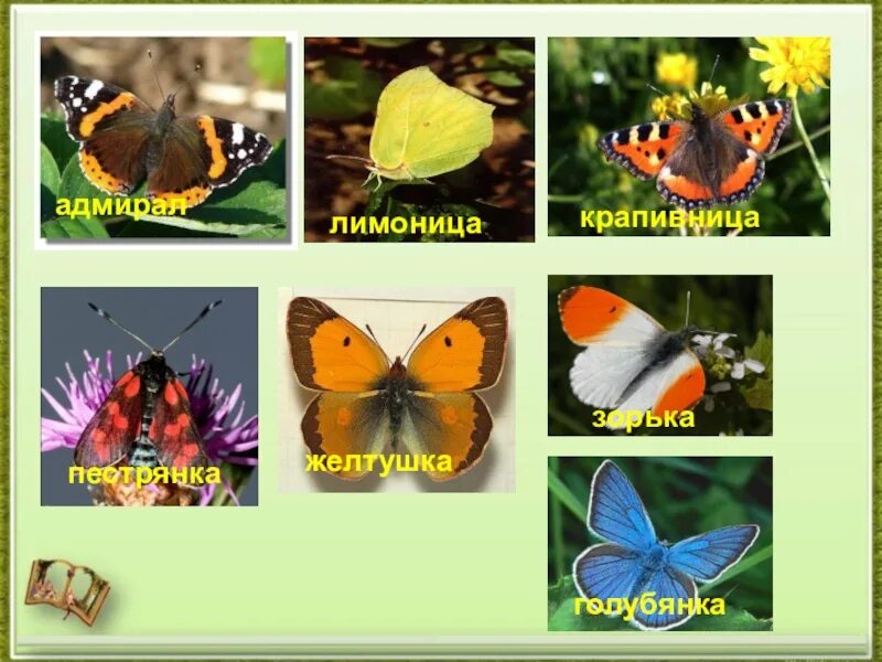 Бабочки фото окружающий мир 1 класс. Желтушка пестрянка голубянка. Бабочки Адмирал лимонница крапивница. Название бабочек окружающий мир. Имена бабочек.