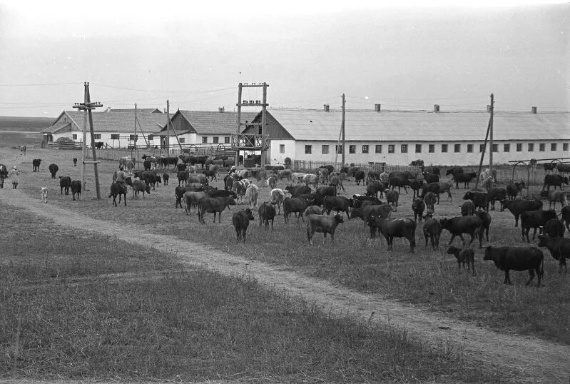 Деревня совхоз. Животноводческая ферма ссср. свинотоварная ферма в ссср. совхоз ставропольский. совхоз петровский ставропольский край.